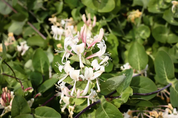 Chèvrefeuille fleurs fond — Photo