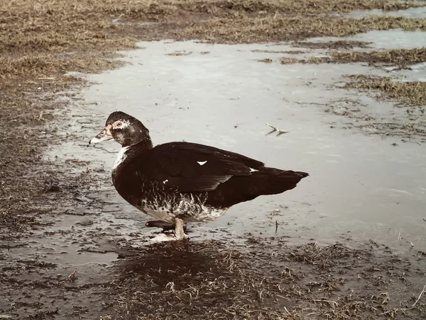 Canard domestique dans la cour de la ferme — Photo