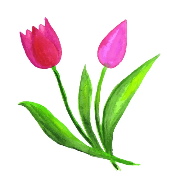 Aquarel tulp bloemen — Stockvector