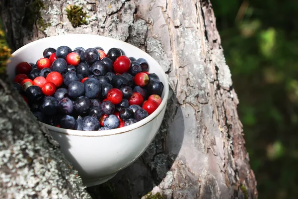 Fresh blueberries and cranberries. — Stock Photo, Image