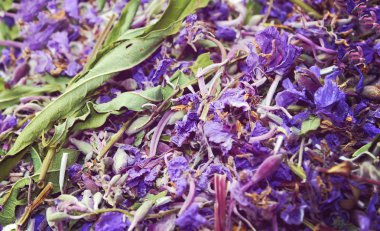 Çiçek açan sally kurutulmuş çiçekler.