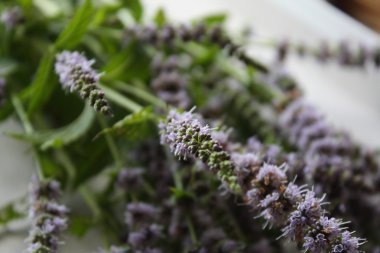 Taze nane çiçekler