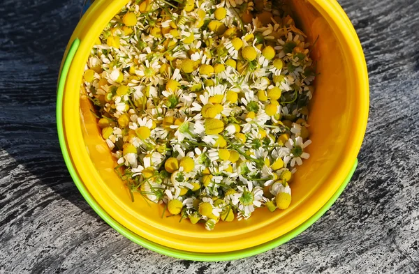 Ромашки медицинские цветы для чая — стоковое фото