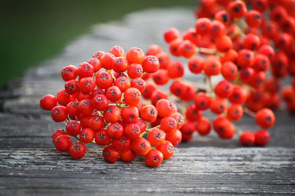 Rowan berries on vintage wooden boards