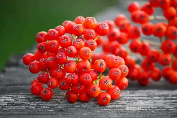 Rowan berries on vintage wooden boards — Stock Photo, Image