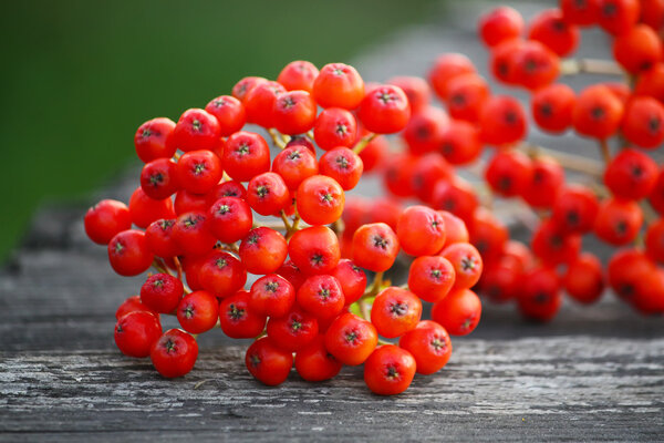 Rowan berries on vintage wooden boards