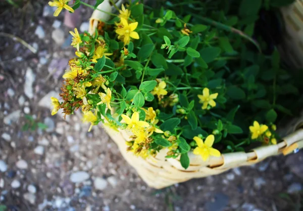 Orbáncfű virágok a kosár szabadban. — Stock Fotó