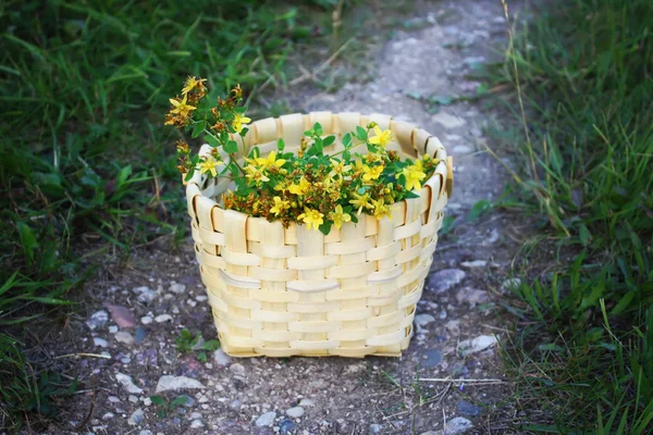 Tutsan flores en la cesta al aire libre . — Foto de Stock