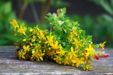 Tutsan