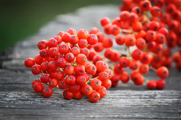 Rowan berries on wooden boards — Stock Photo, Image