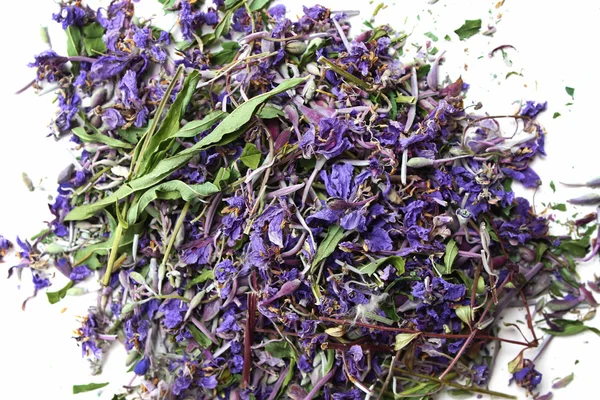 Floreciendo sally flores púrpuras — Foto de Stock