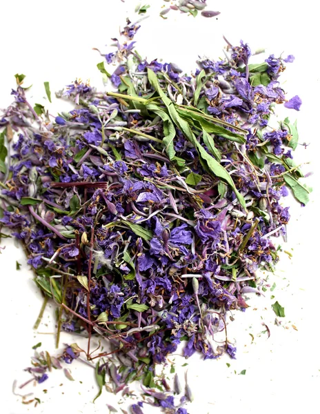 Floreciendo sally flores púrpuras — Foto de Stock