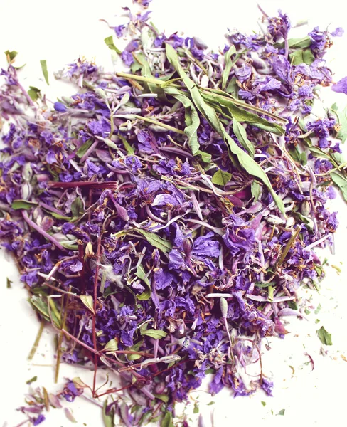 Цветущие фиолетовые цветы — стоковое фото