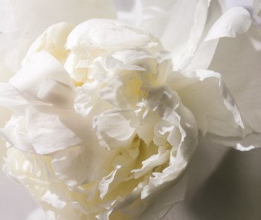 Şakayık çiçek arkaplanı