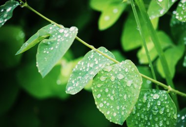 Su damlalı yeşil yapraklar