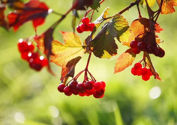 Reifes Rotes Viburnum — Stockfoto