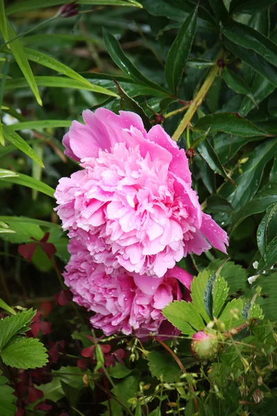 Peony flower in grasse — Stock Photo, Image