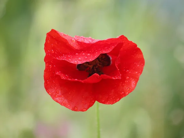 Rode papaver bloem met dauw druppels. — Stockfoto