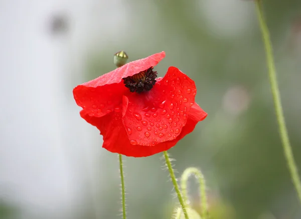 Flor de papoula vermelha — Fotografia de Stock