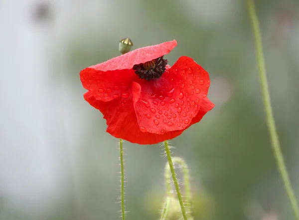 Flor de papoula vermelha — Fotografia de Stock