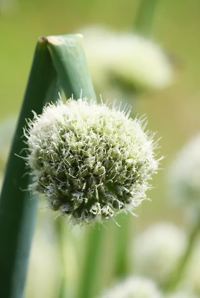 Flores de cebolla Allium — Foto de Stock