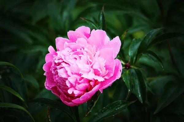 Flor de peónia rosa — Fotografia de Stock