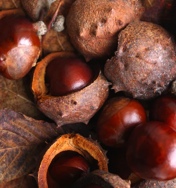 Castanhas — Fotografia de Stock