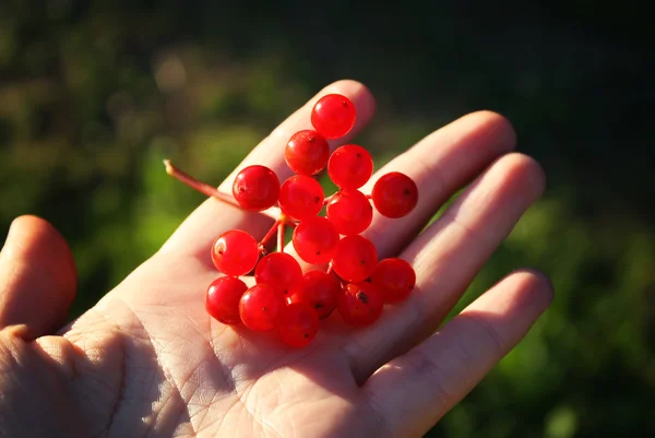 Ripe viburnum berries — Stock Photo, Image