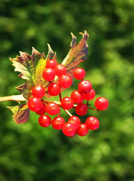 Ripe viburnum nature background — Stock Photo, Image