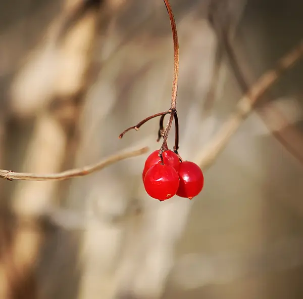 Ripe viburnum nature background — Stock Photo, Image