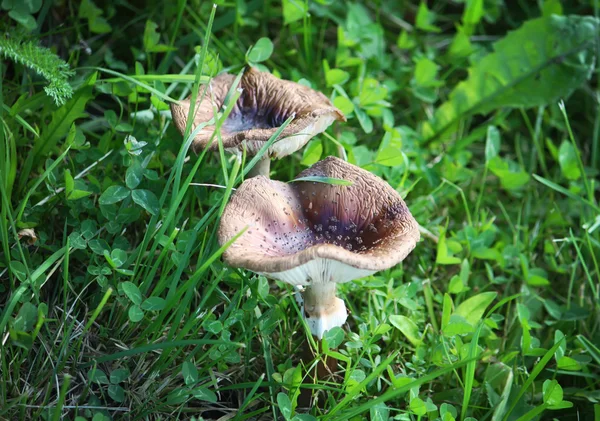 Funghi tossici. Funghi marroni con macchie bianche — Foto Stock