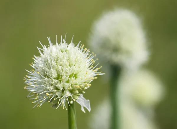 Flores de cebolla Allium — Foto de Stock