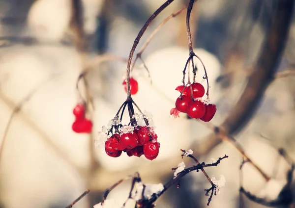 Ripe viburnum nature background — Stock Photo, Image