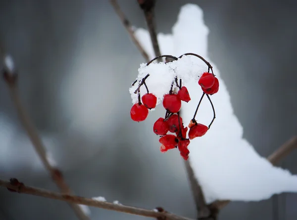 Ripe viburnum nature background — Stock Photo, Image