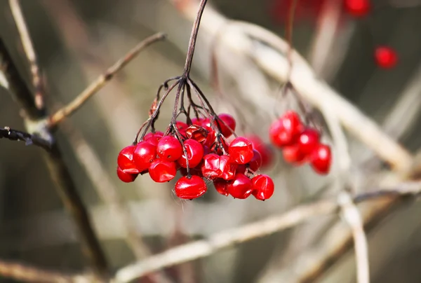 Maduro viburnum natureza fundo — Fotografia de Stock