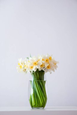 Taze nergis çiçeği. Minimum ev güzelliği ve bahar uyanışı.