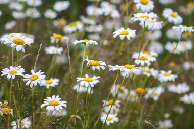 Wild daisy flowers under blue sky background. Purity and rural charm.
