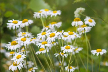 Sabah çiçek açmış papatya tarlaları. Mevsimlik güzellik ve sadelik.