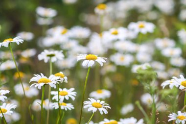 Wild daisy flowers under blue sky background. Purity and rural charm.
