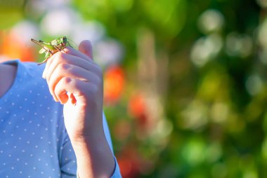 Çekirgenin elinin makro görüntüsü çocuğun elinde. Farkındalık ve bilinç.