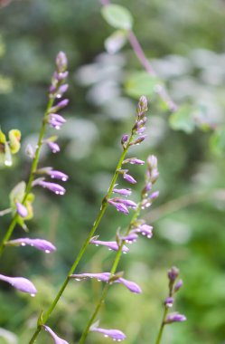 Purple hostas in bloom surrounded by greenery.