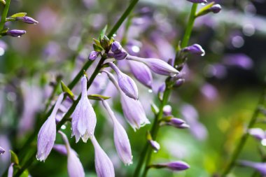 Garden with blooming hostas under soft daylight. Serenity and the beauty of growth.