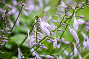 Blooming hostas with soft purple flowers among green leaves. Harmony and botanical beauty.