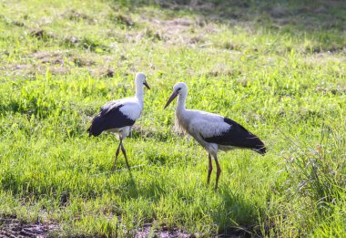 Leylek çiğ kaplı çimlerin üzerinde duruyor. Yumuşak güneş ışığında. Saflığın ve yenilenmenin sembolü..