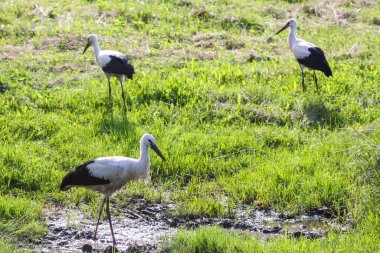 Leylek çiğ kaplı çimlerin üzerinde duruyor. Yumuşak güneş ışığında. Saflığın ve yenilenmenin sembolü..