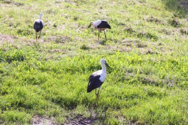 Genç leylekler ıslak yeşil çimlerde yürüyor ve böcekleri yakalıyorlar. Doğal çevrede sakin bir vahşi yaşam anı.