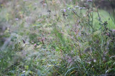Bir yaz alanda kır çiçekleri. 