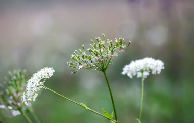 Yaz ışığı kır çiçekleri ve çayır bitkilerinin üzerindedir. Anthriscus Sylvestris beyaz çiçekler.
