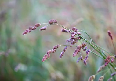 Poa pratensis, Kentucky yaban otları, mavi çimenler, ya da yaz tarlasında yumuşak çayır bitkileri. Kır çiçekleri.