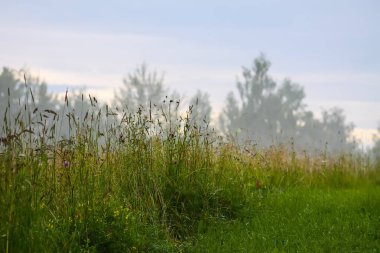 Yaz ışığı kır çiçekleri ve çayır bitkilerinin üzerindedir. Özgürlüğün ve sakinliğin temsili.